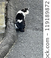 Heart pattern cat 119189872