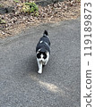 Cat coming towards you 119189873