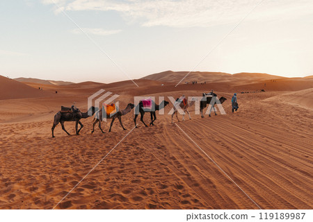 Caravan of camels in Sahara desert, Morocco 119189987