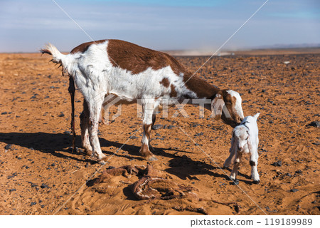Goat with the placenta, cleaning its newborn calf at sahara desert Goat with the placenta, cleaning its newborn calf at sahara desert 119189989