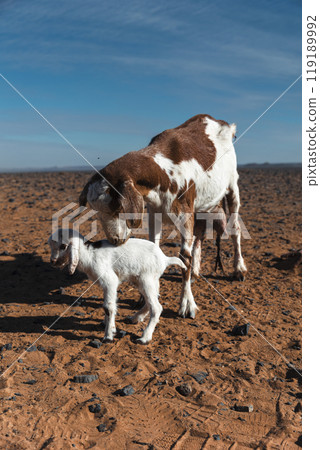 Goat with the placenta still hanging, cleaning its newborn calf at sahara desert 119189992