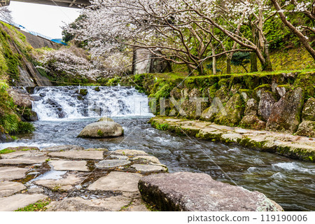 Cherry blossoms at Tachibana Shrine [Unzen City, Nagasaki Prefecture] 119190006