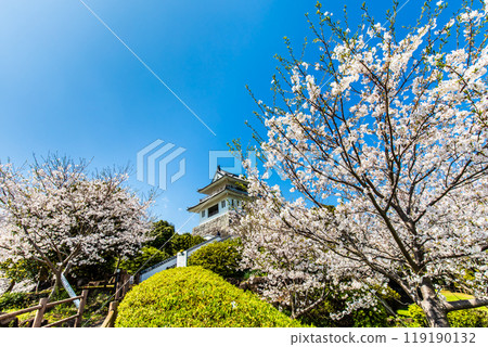 Cherry blossoms at the Takezaki Castle ruins observation deck [Takezaki, Tara-cho, Fujitsu-gun, Saga Prefecture] 119190132