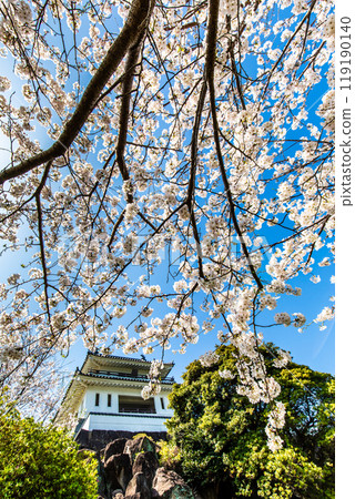 Cherry blossoms at the Takezaki Castle ruins observation deck [Takezaki, Tara-cho, Fujitsu-gun, Saga Prefecture] 119190140