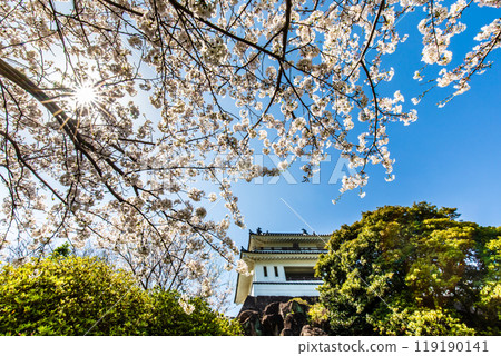 Cherry blossoms at the Takezaki Castle ruins observation deck [Takezaki, Tara-cho, Fujitsu-gun, Saga Prefecture] 119190141