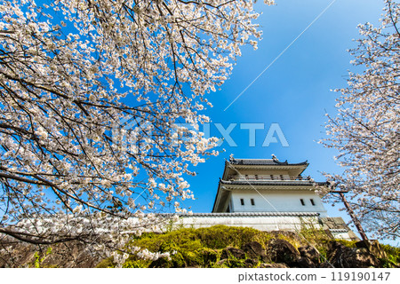 Cherry blossoms at the Takezaki Castle ruins observation deck [Takezaki, Tara-cho, Fujitsu-gun, Saga Prefecture] 119190147
