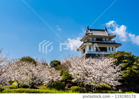 竹崎城跡展望台的櫻花【佐賀縣富士通郡太良町竹崎】 119190178
