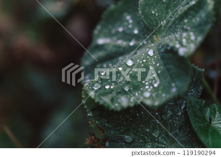 Green leaves wet with raindrops Green leaves wet with raindrops 119190294