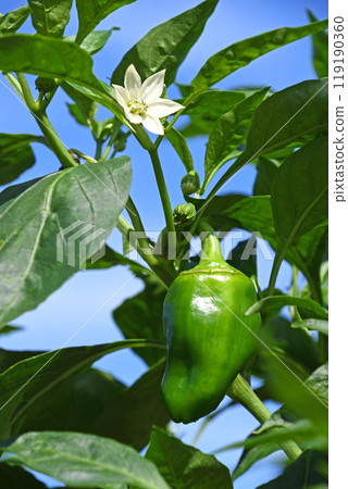 Bell peppers and white flowers in a home garden Bell peppers and white flowers in a home garden 119190360