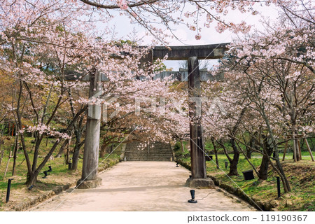 Pink cherry sakura tunnel at torii gate of Homangu Kamado, Dazaifu 119190367