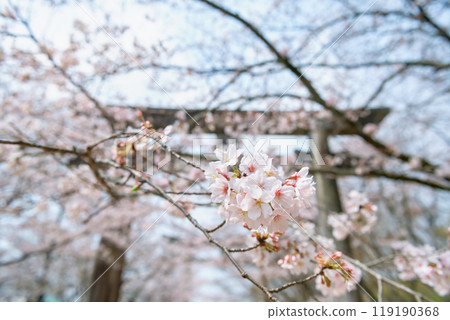 sakura cherry blossom with torii gate at Homangu Kamado shrine 119190368