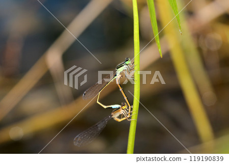 青茅交配 青茅交配 119190839