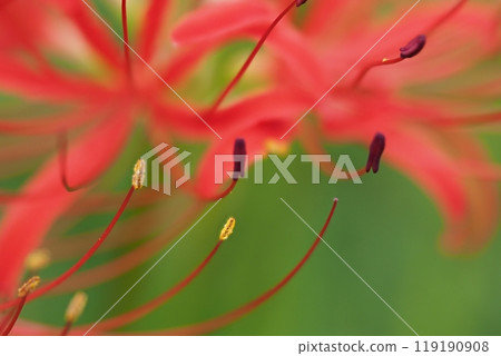Close-up of the edge of a red spider lily Close-up of the edge of a red spider lily 119190908