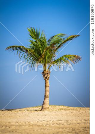 Palm tree on the beach 119190976