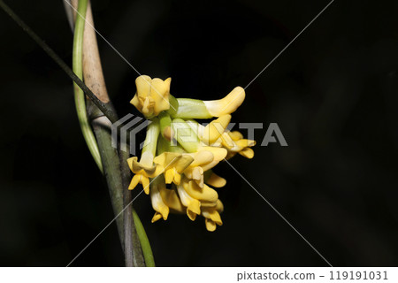豇豆黃色總狀花序(黑色背景,自然光+閃光燈,微距特寫) 豇豆黃色總狀花序(黑色背景,自然光+閃光燈,微距特寫) 119191031