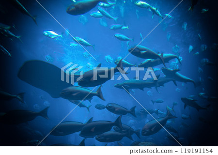 Fish in the aquarium Fish in the aquarium 119191154