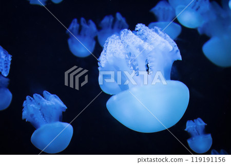 Jellyfish in the aquarium 119191156