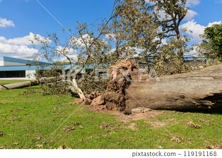 Stormy hurricanes cause strong winds that uproot trees damage everything in their path 119191168