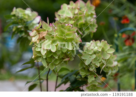 Beautiful flower of the paniculate hydrangea Metallica Beautiful flower of the paniculate hydrangea Metallica 119191188