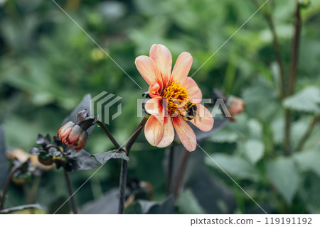 Close up of dahlia flower and bumblebee in garden 119191192