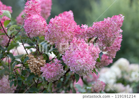 Hydrangea paniculata Vanille Fraise on a stem Hydrangea paniculata Vanille Fraise on a stem 119191214