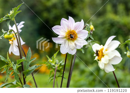 Close up of dahlia flower and bumblebee in garden Close up of dahlia flower and bumblebee in garden 119191220