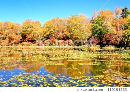 志賀高原和荷花池秋葉 志賀高原和荷花池秋葉 119191283