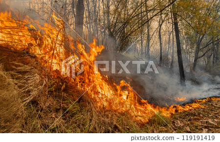 Most wildfires start small area and burn the dry grass and leaves on ground in tropical forest. Most wildfires start small area and burn the dry grass and leaves on ground in tropical forest. 119191419