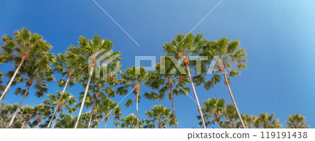 Carnauba palm is a plant native in the northeastern Brazil. Carnauba palm is a plant native in the northeastern Brazil. 119191438