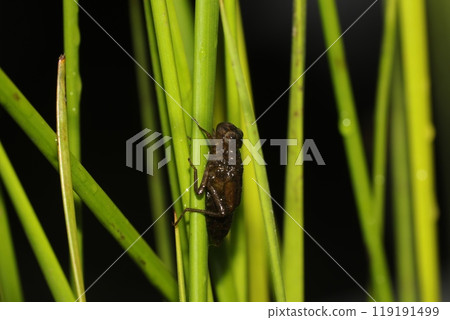Autumn darter nymph 119191499