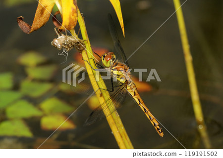 Immediately after emergence of the autumn darter 119191502