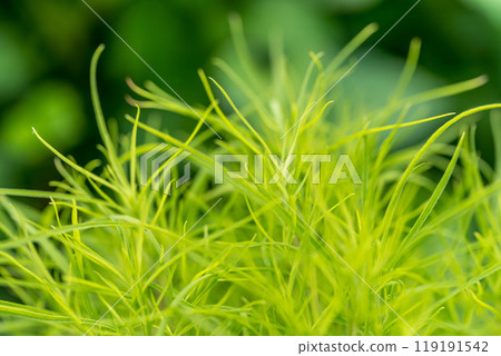 盛夏嫩葉~地膚~ 盛夏嫩葉~地膚~ 119191542