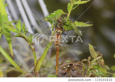 Siberian robin butterfly, immediately after emergence Siberian robin butterfly, immediately after emergence 119191610