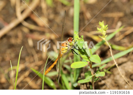 Red-veined darter Red-veined darter 119191616