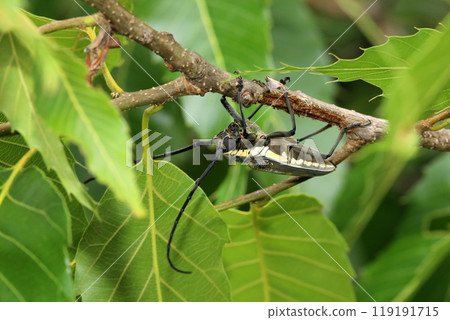 白尾山茶花 119191715