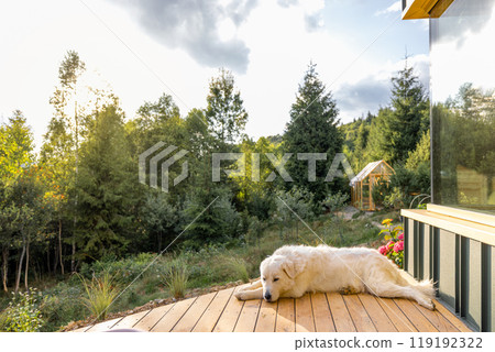 Dog Resting on Deck in the Countryside Dog Resting on Deck in the Countryside 119192322
