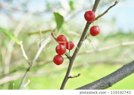 紅秋組果(秋季、十月) 紅秋組果(秋季、十月) 119192743