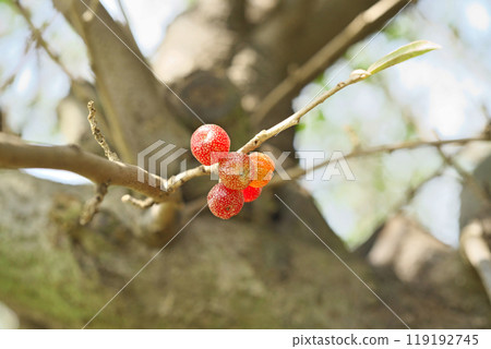 紅秋組果(秋季、十月) 紅秋組果(秋季、十月) 119192745