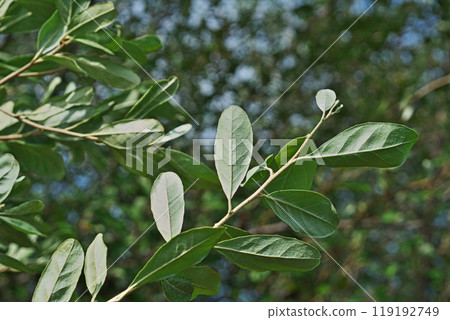 Autumnal walnut leaf (reverse side) (autumn, October) 119192749