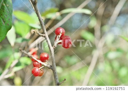 紅秋組果（秋季、十月） 119192751