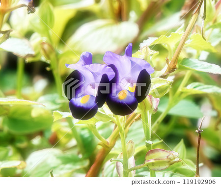 *Torenia **Summer violets *Summer gardening *Torenia **Summer violets *Summer gardening 119192906