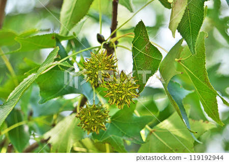 帶刺的楓樹果實（秋天、十月） 119192944