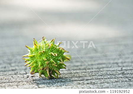 落下的楓果(秋天、十月) 落下的楓果(秋天、十月) 119192952