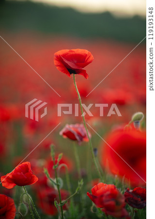 Poppy Field Flowers Nature - Closeup of red poppies blooming in a field. Poppy Field Flowers Nature - Closeup of red poppies blooming in a field. 119193148