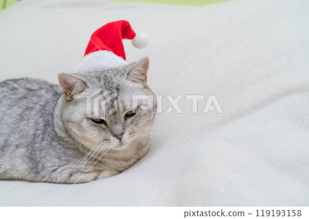 Scottish straight Christmas cat in a red santa hat sleeps on a white blanket. Pets, Christmas stories with pets. 119193158