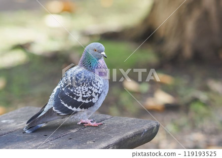 Pigeons on a bench in the front yard of the former Hokkaido Prefectural Government Office 119193525