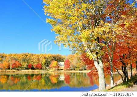 湖女神秋葉 119193634