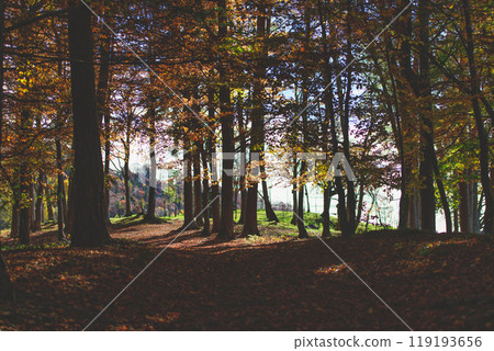 Autumn forest with clearing 119193656