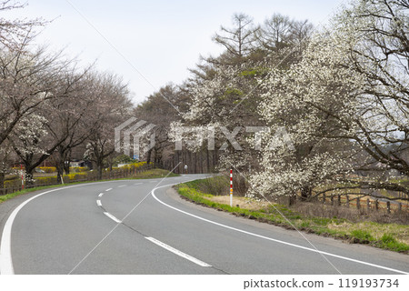岩手縣春天綠樹成蔭的街道 119193734
