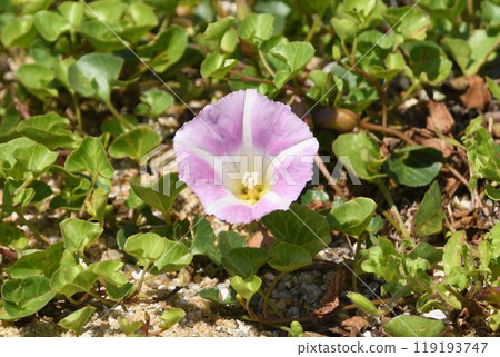 The pale pink flowers of the sea buckthorn, a beautiful flower found on the sandy beaches of Kobe 119193747